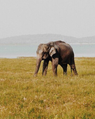 Serengeti Safari Adventure